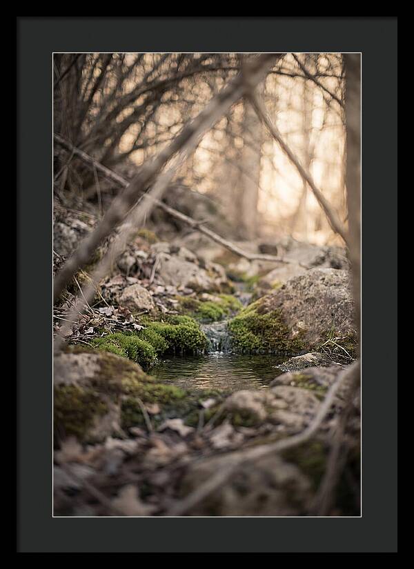 Seepage Spring Serenity