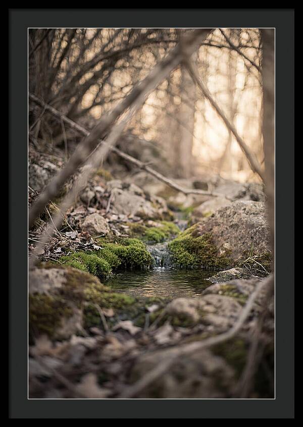 Seepage Spring Serenity