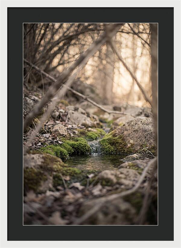 Seepage Spring Serenity