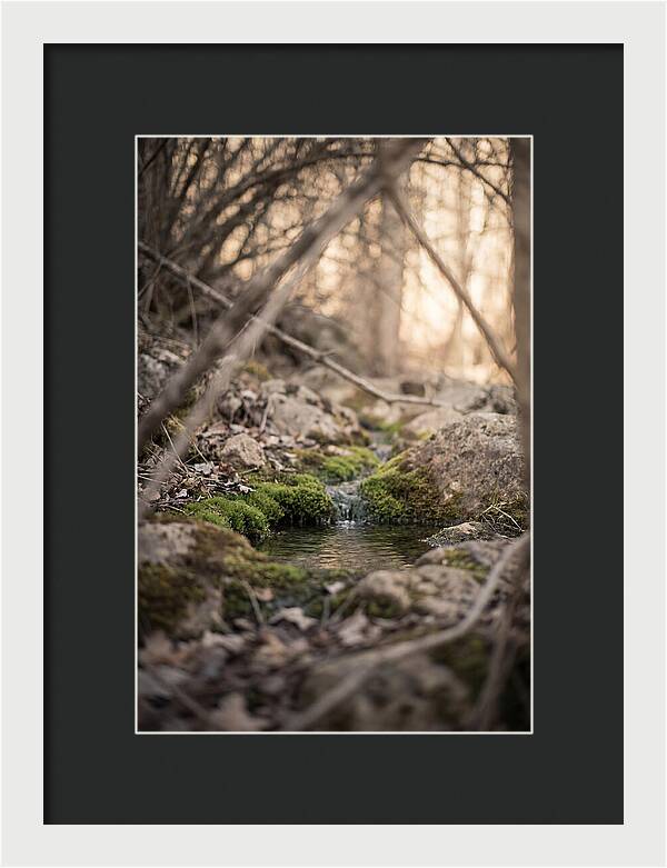 Seepage Spring Serenity