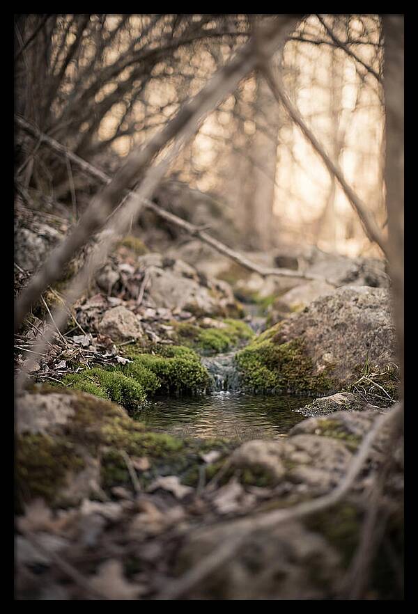 Seepage Spring Serenity