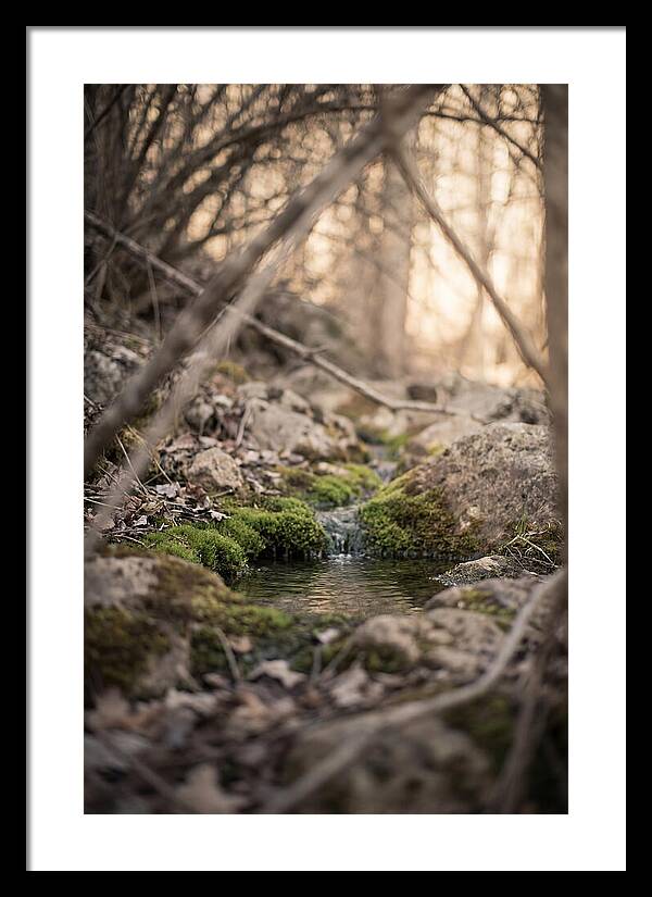 Seepage Spring Serenity