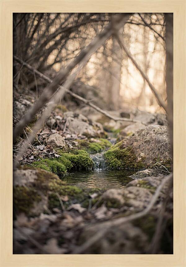Seepage Spring Serenity