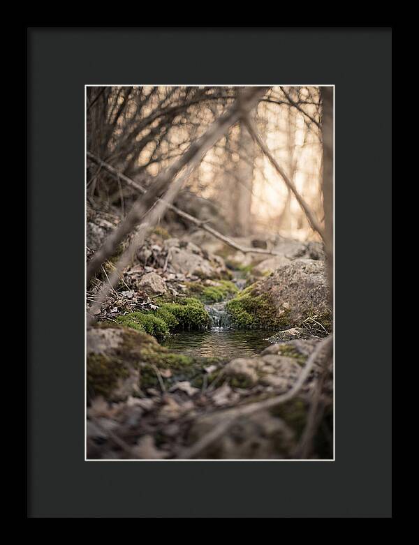 Seepage Spring Serenity