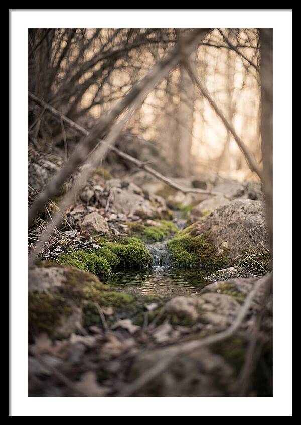 Seepage Spring Serenity