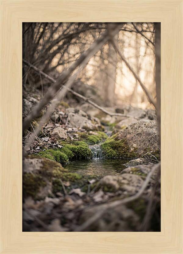 Seepage Spring Serenity