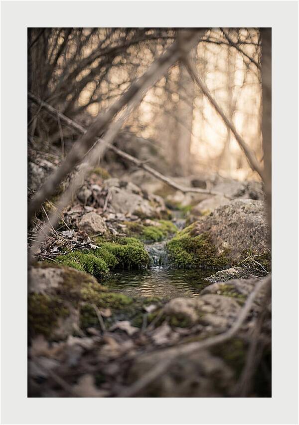 Seepage Spring Serenity