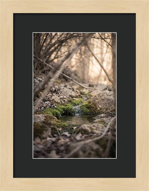 Seepage Spring Serenity