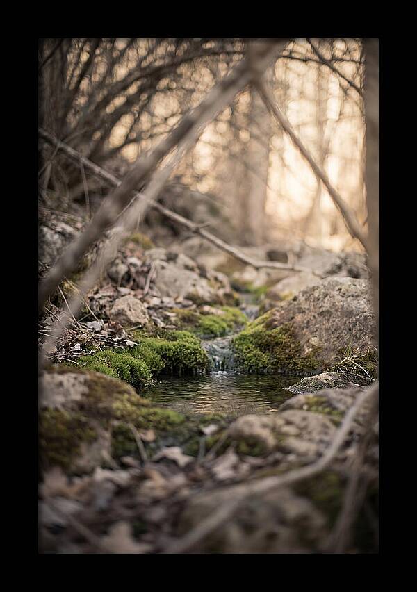 Seepage Spring Serenity