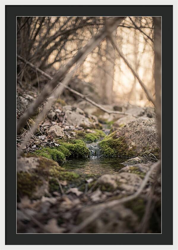 Seepage Spring Serenity
