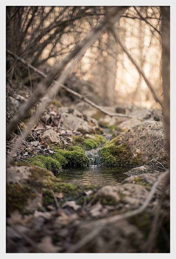 Seepage Spring Serenity