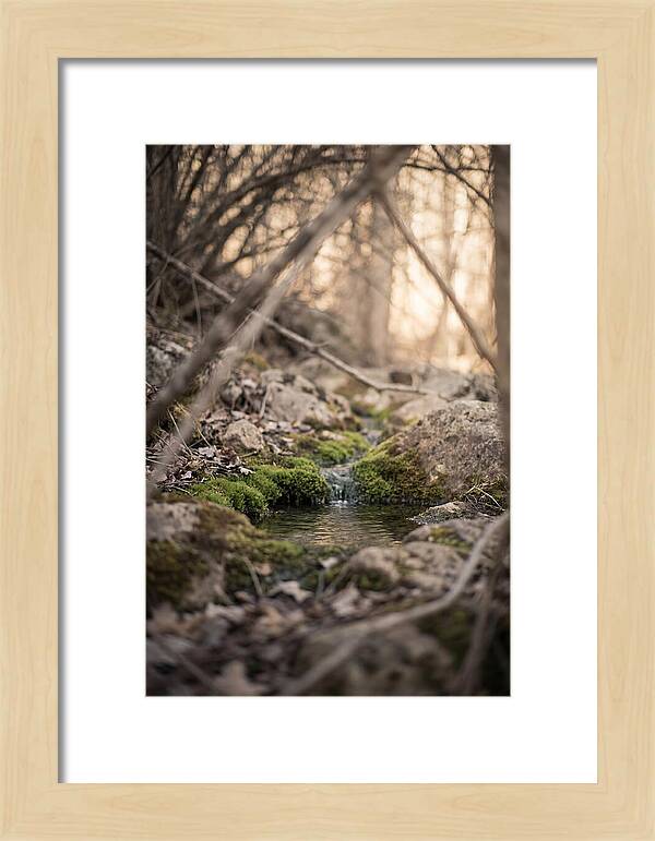 Seepage Spring Serenity