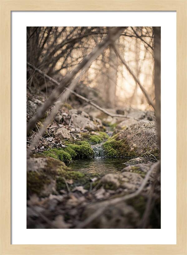 Seepage Spring Serenity