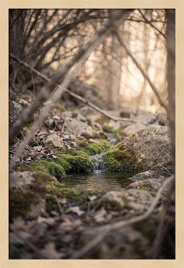 Seepage Spring Serenity