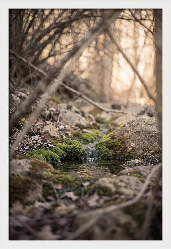 Seepage Spring Serenity