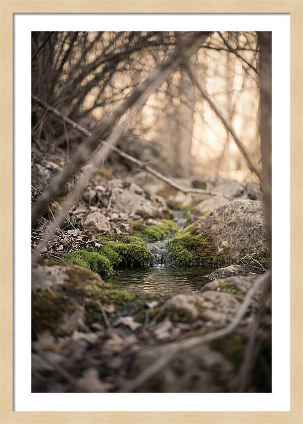 Seepage Spring Serenity