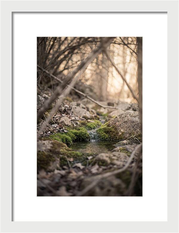 Seepage Spring Serenity