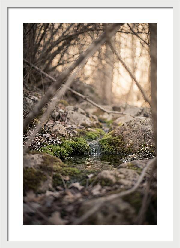 Seepage Spring Serenity