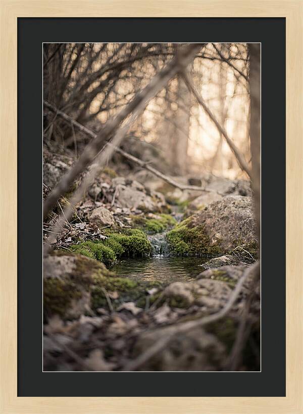 Seepage Spring Serenity