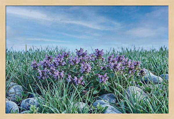 Self Heal Flower Cluster