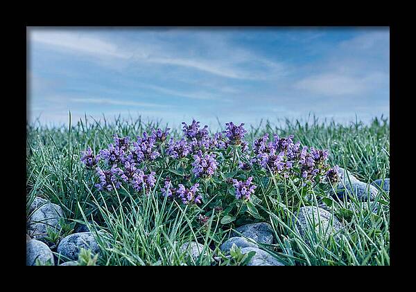 Self Heal Flower Cluster