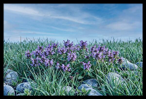 Self Heal Flower Cluster