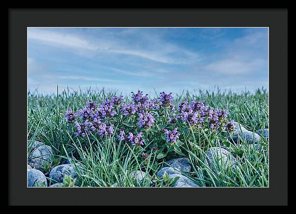 Self Heal Flower Cluster