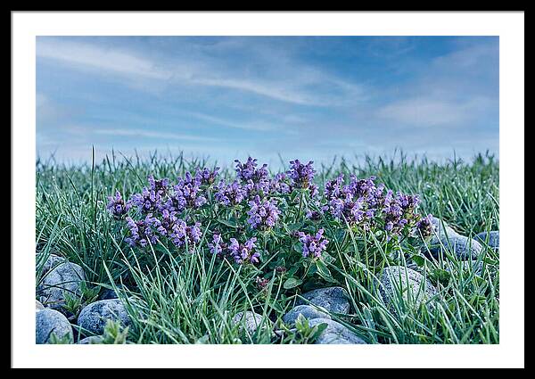 Self Heal Flower Cluster