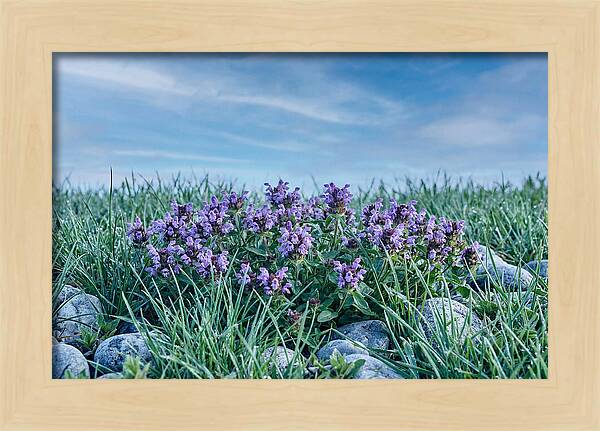 Self Heal Flower Cluster