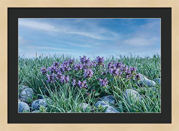 Self Heal Flower Cluster