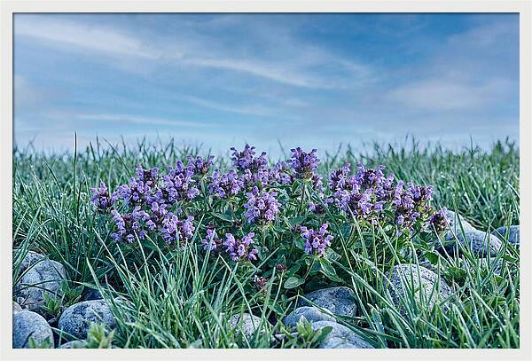 Self Heal Flower Cluster