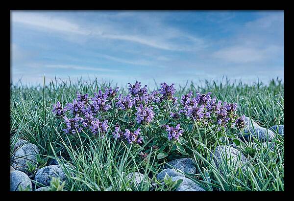 Self Heal Flower Cluster