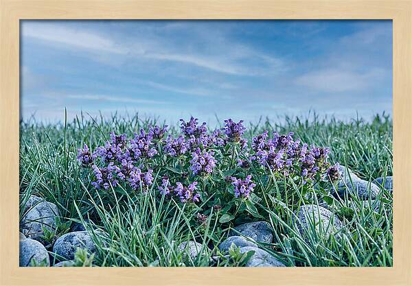 Self Heal Flower Cluster