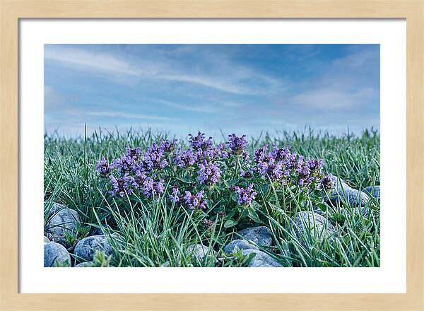 Self Heal Flower Cluster