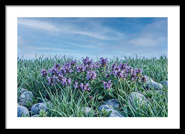 Self Heal Flower Cluster