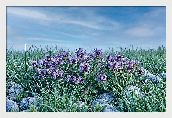 Self Heal Flower Cluster
