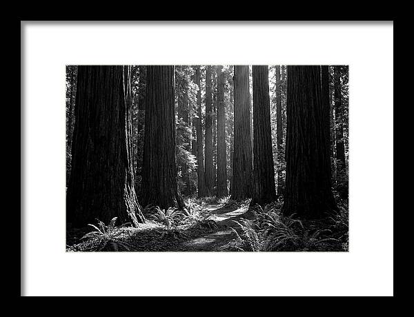 Sequoia Grove Serenity