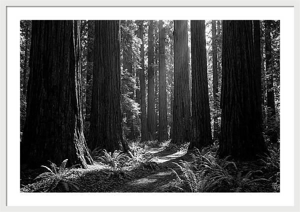 Sequoia Grove Serenity