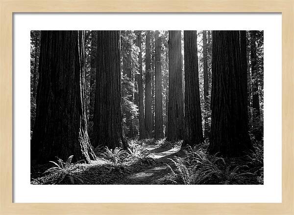 Sequoia Grove Serenity