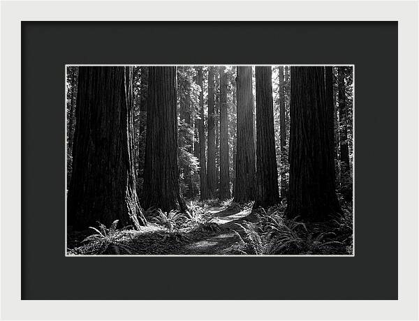 Sequoia Grove Serenity
