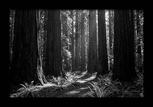 Sequoia Grove Serenity