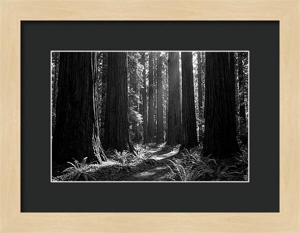 Sequoia Grove Serenity