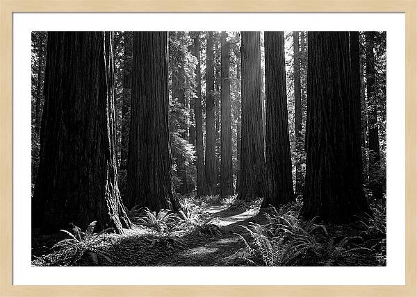 Sequoia Grove Serenity