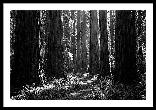 Sequoia Grove Serenity