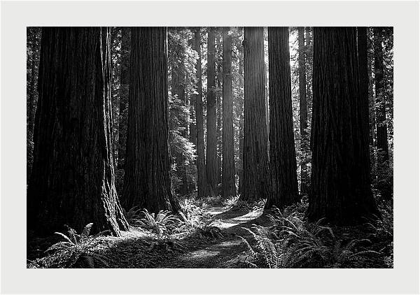 Sequoia Grove Serenity