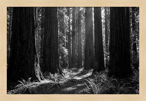 Sequoia Grove Serenity