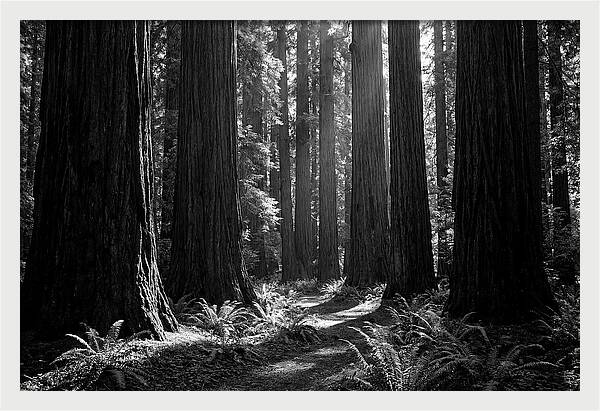 Sequoia Grove Serenity