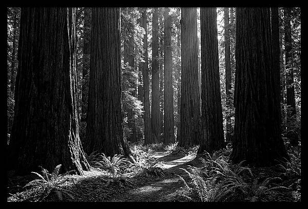 Sequoia Grove Serenity