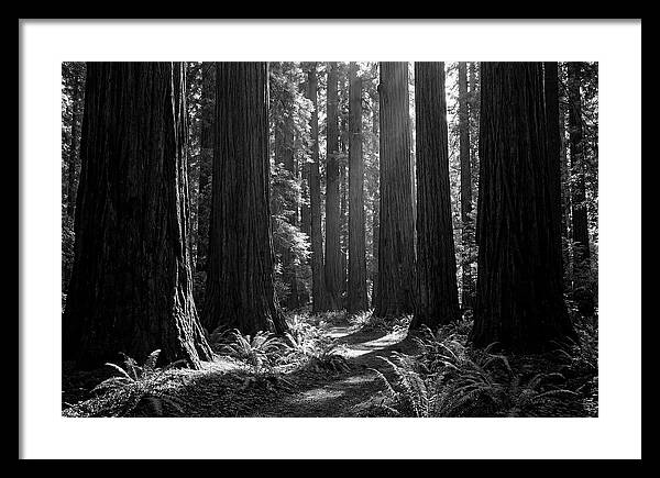 Sequoia Grove Serenity