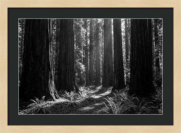 Sequoia Grove Serenity